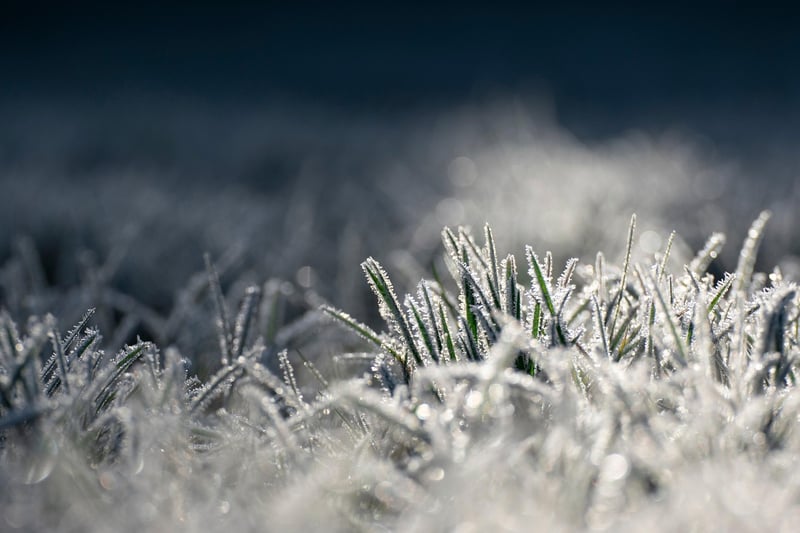 Winter Protection