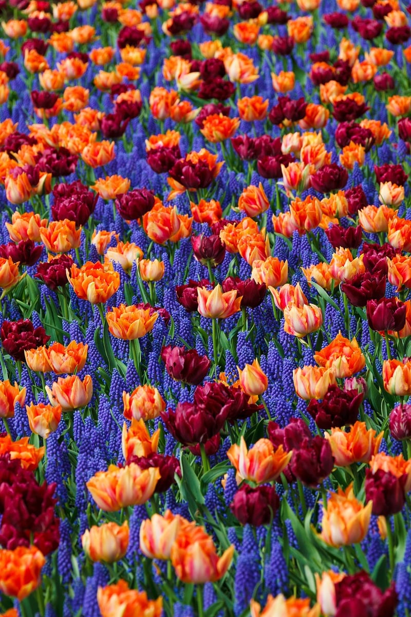 Garden Landscaping